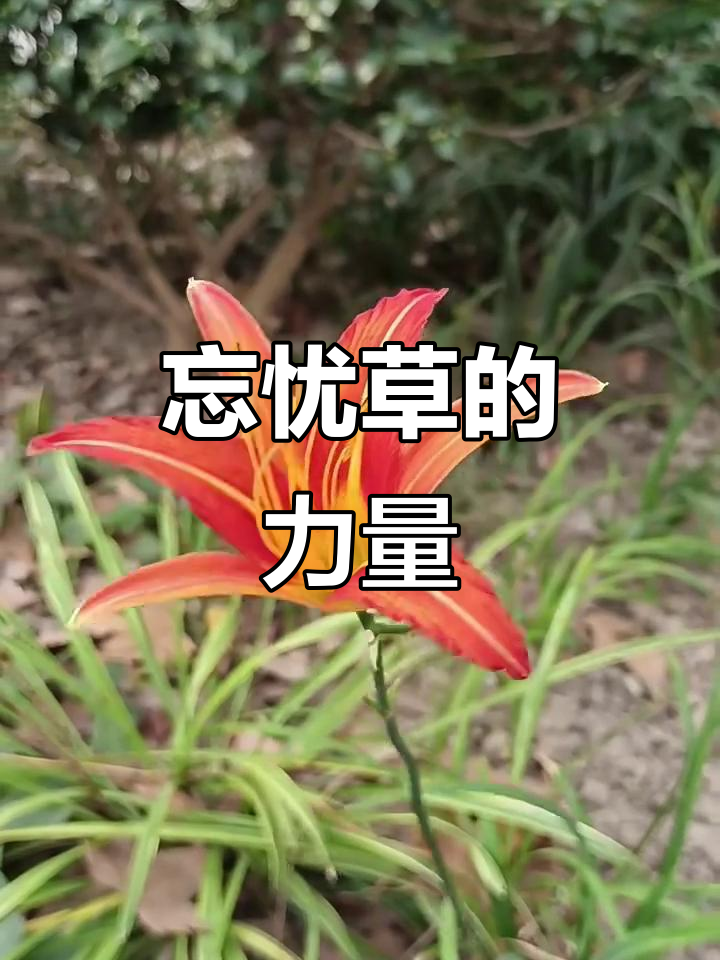 忘忧草的简介