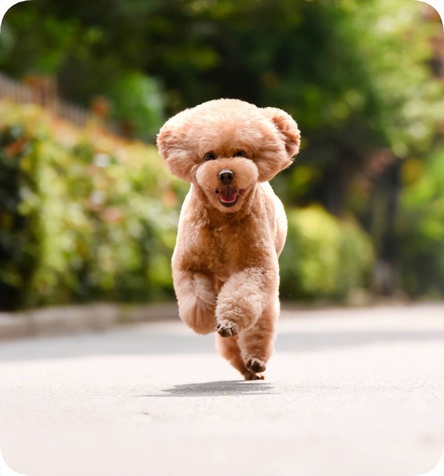 什么宠物好养又粘人