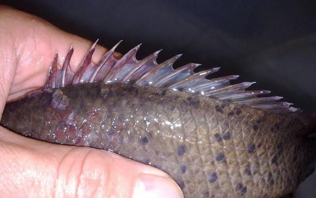 海菩萨鱼的来历