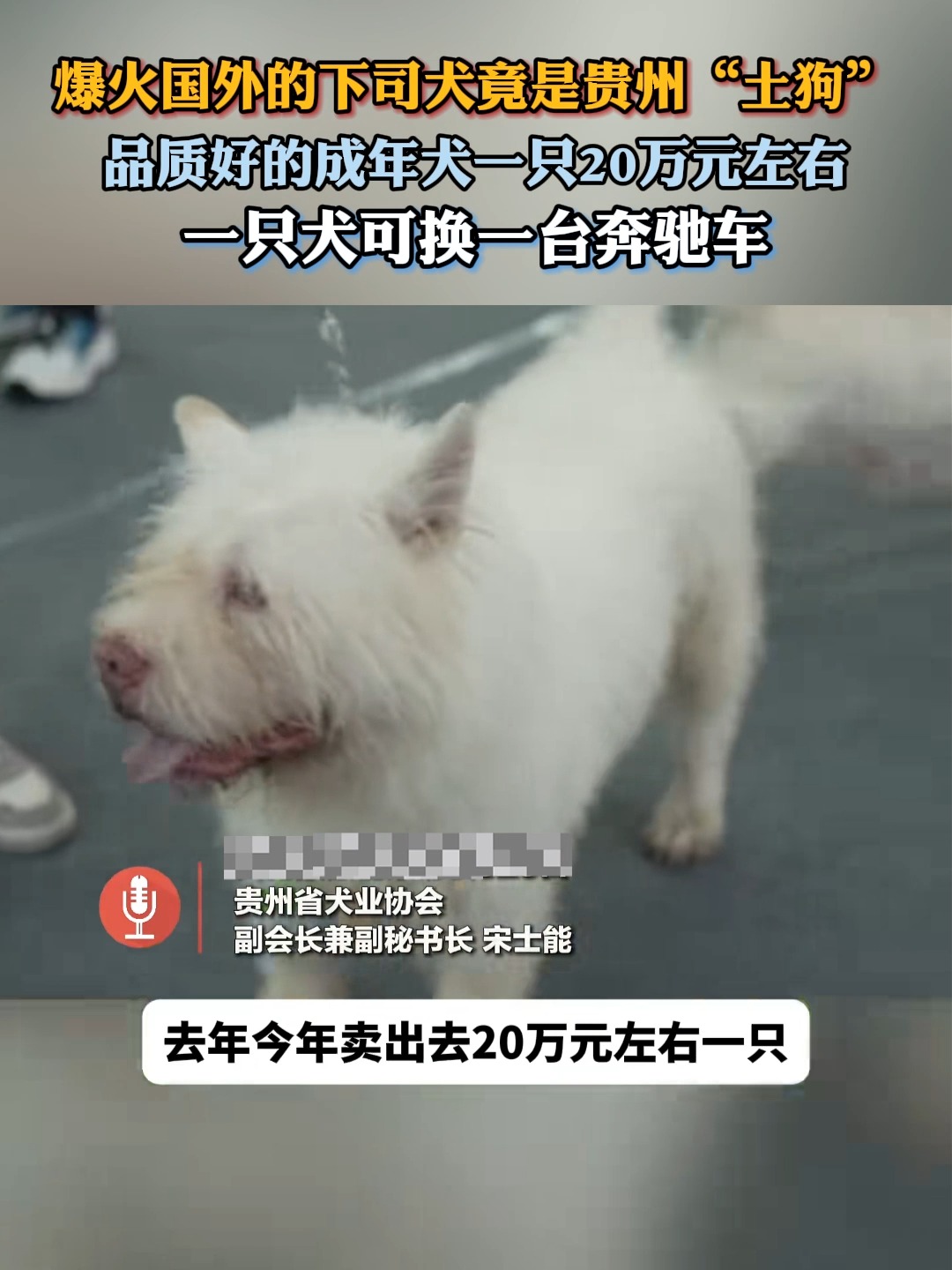 下司犬怎样卖?下司犬多少钱一只?