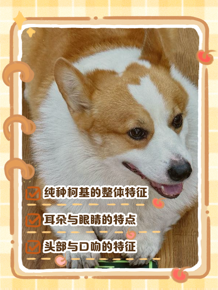 柯基不纯种会长成什么样