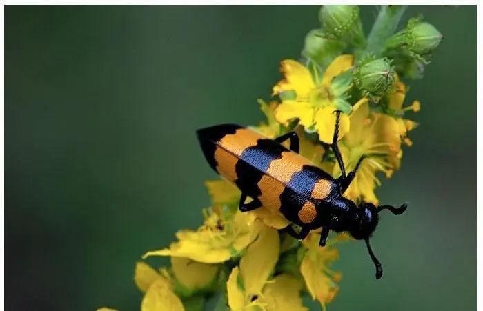 斑蝥怎么读斑蝥的简介